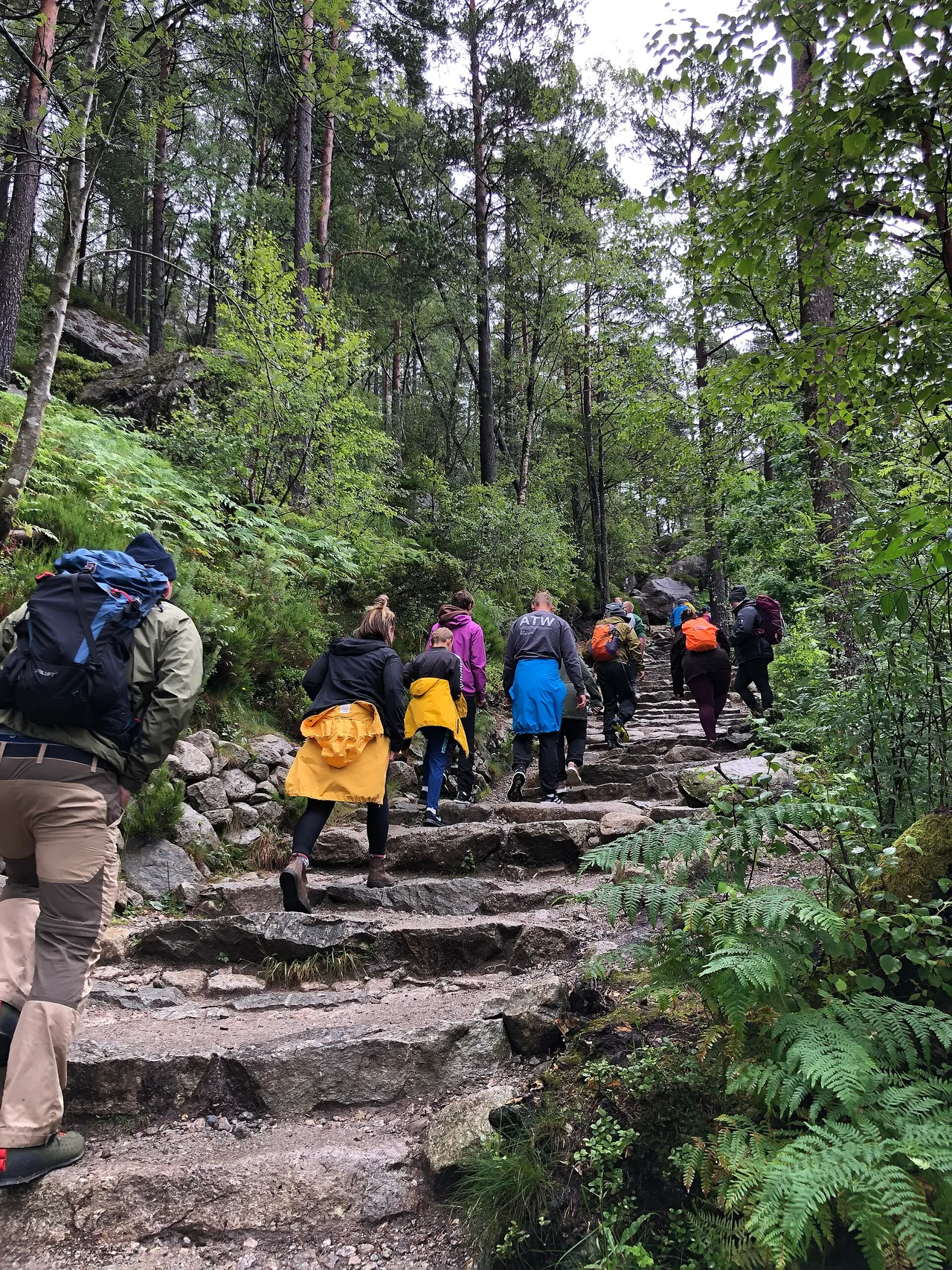 A line of hikers in rain jackets and backpacks climbing a long staircase of rough stone slabs through pine and birch forest, with ferns on either side